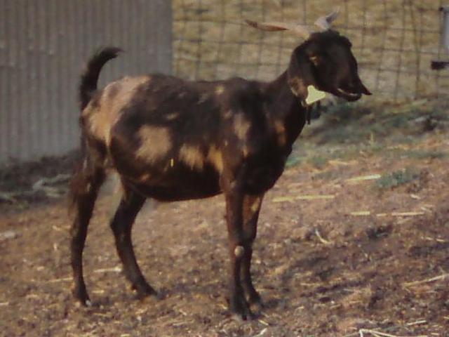 Pomellata goat