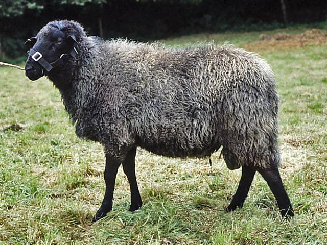 Pomeranian coarsewool sheep
