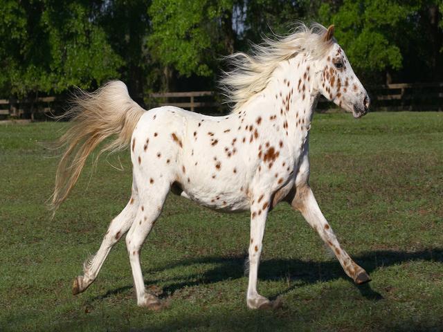 Pony of the Americas (POA)