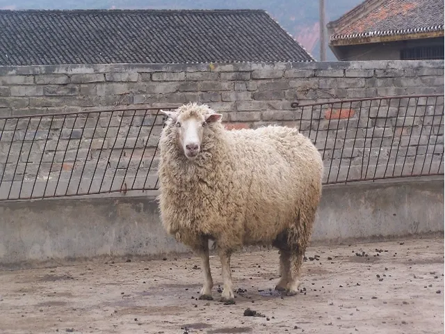 Qinghai semifinewool sheep