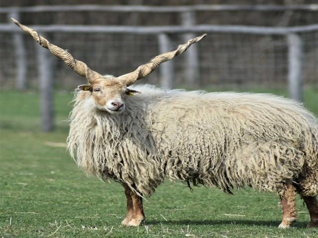 Racka sheep