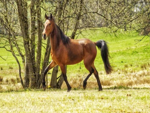 Racking Horse