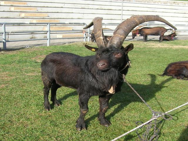 Valdostana goats