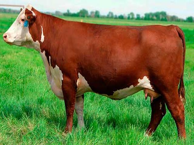Vaca roșie belarusă