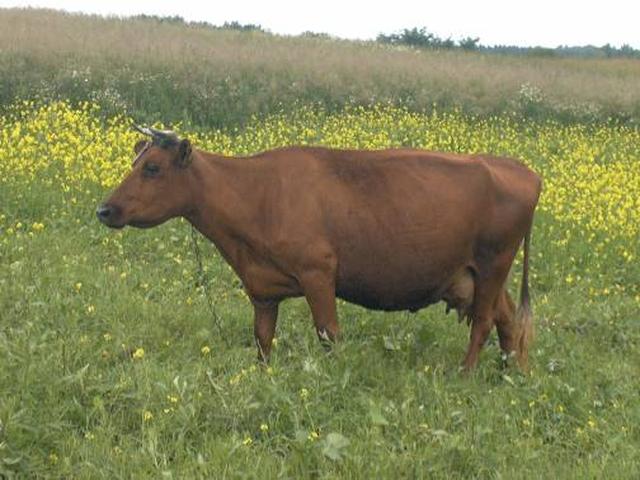 Vaca roja lituana