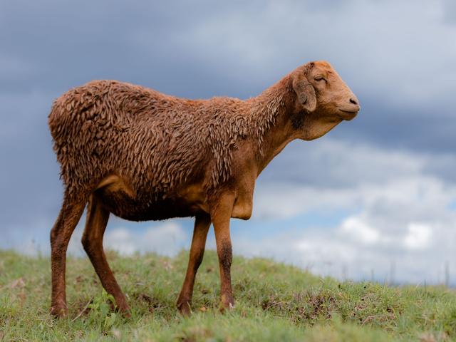 Red Maasai sheep