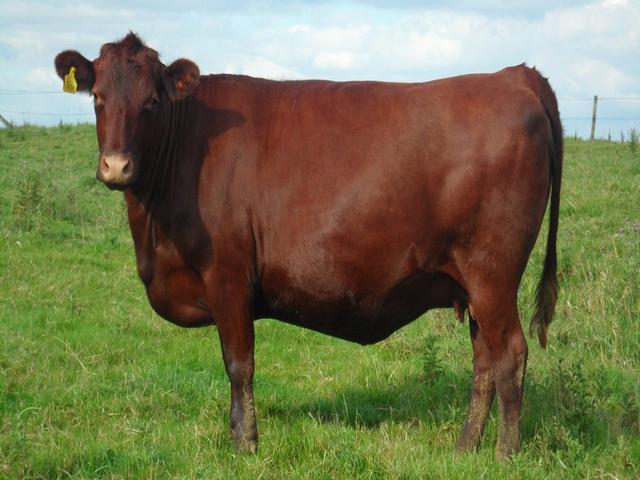 Vaca roșie fără coarne