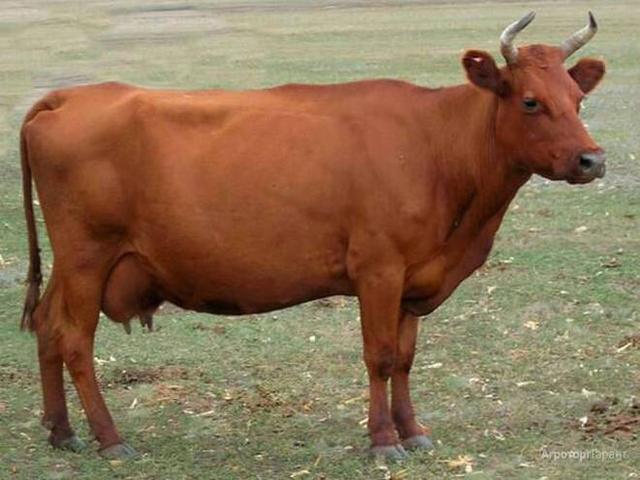البقرة الحمراء السهوبية