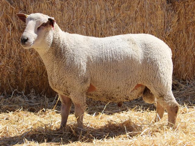 Pinzirita sheep