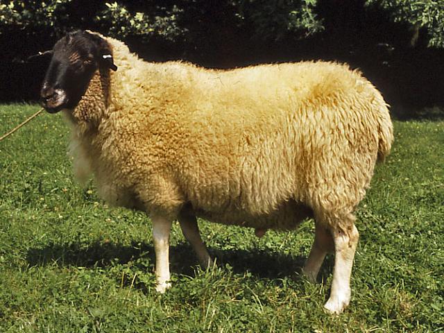 Rhon sheep