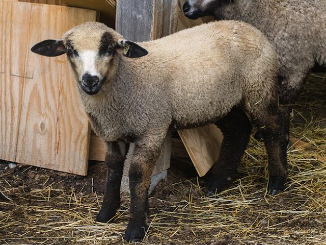 Romeldale sheep