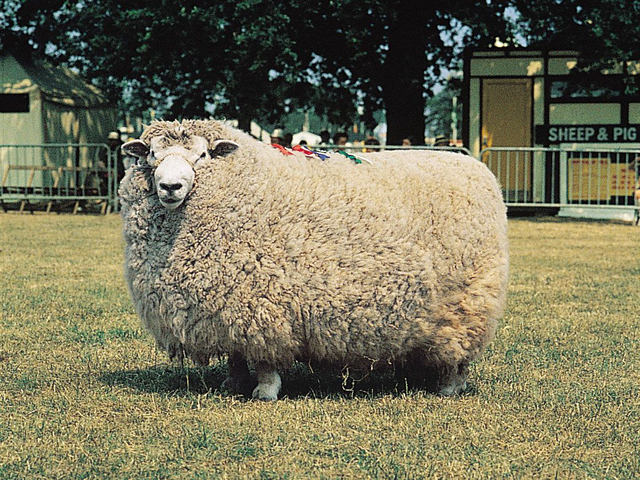 Romney-marsh sheep