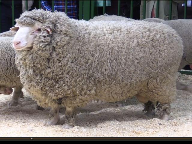 Russian meat merino sheep