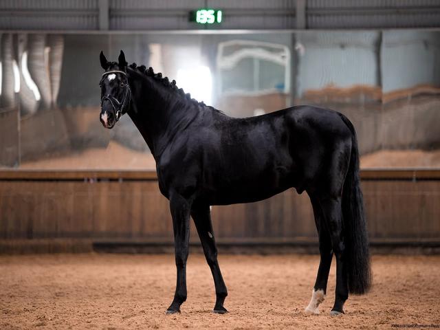 Russian warmblood
