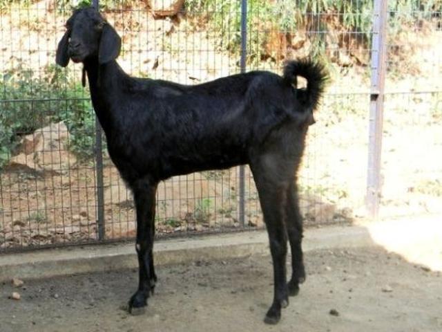 Salem black goats