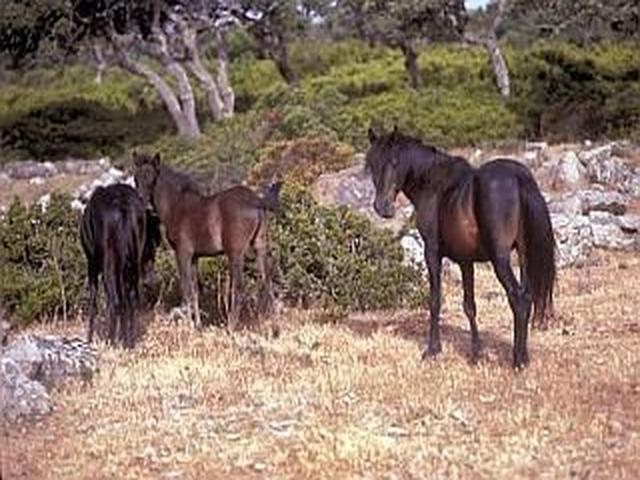 Sardinian pony