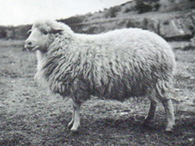 Sarplaninska sheep