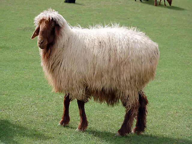 Saryja sheep