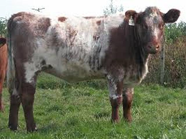 Shorthorn cattle