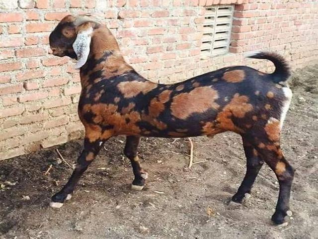 Sirohi goats