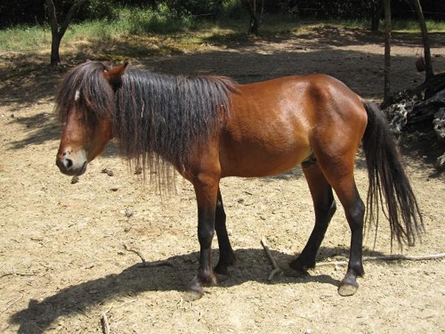 Skyros Pony