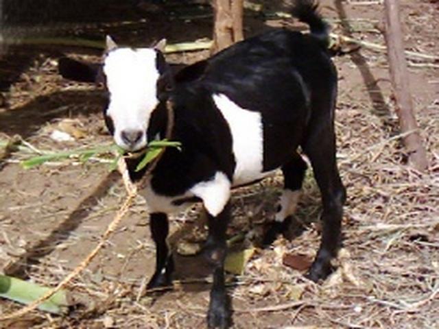 Small East African goat