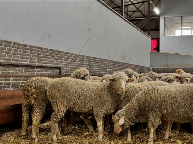 Karacabey Merino sheep