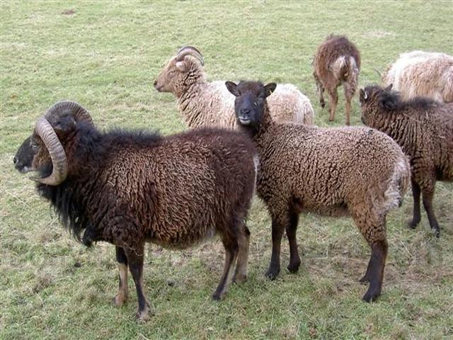 Soay sheep