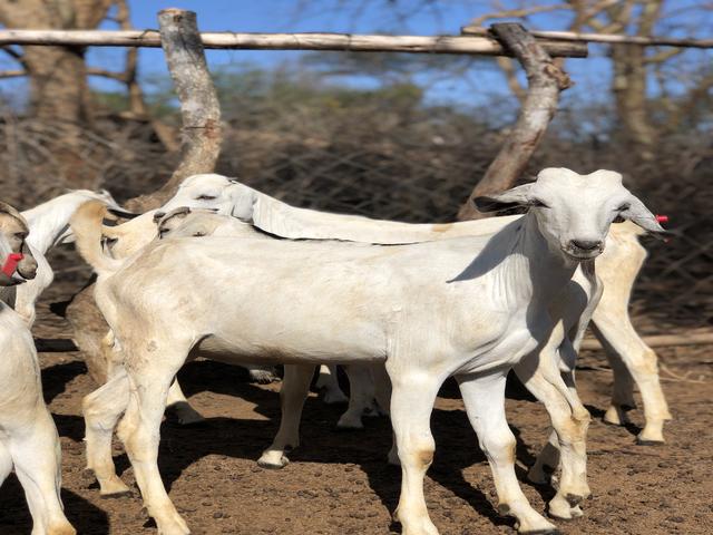 Somali goats