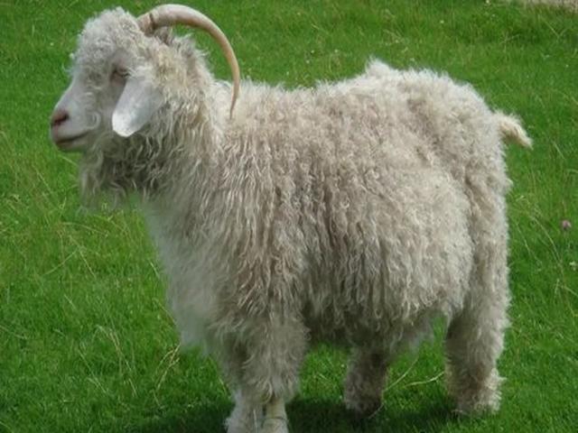 Soviet mohair goat
