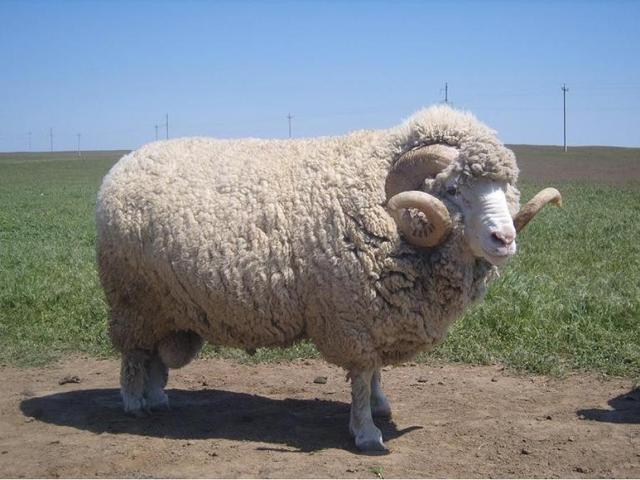Soviet Merino sheep
