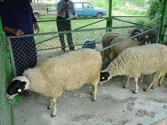 Stara Zagor sheep