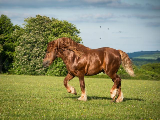 Suffolk Punch