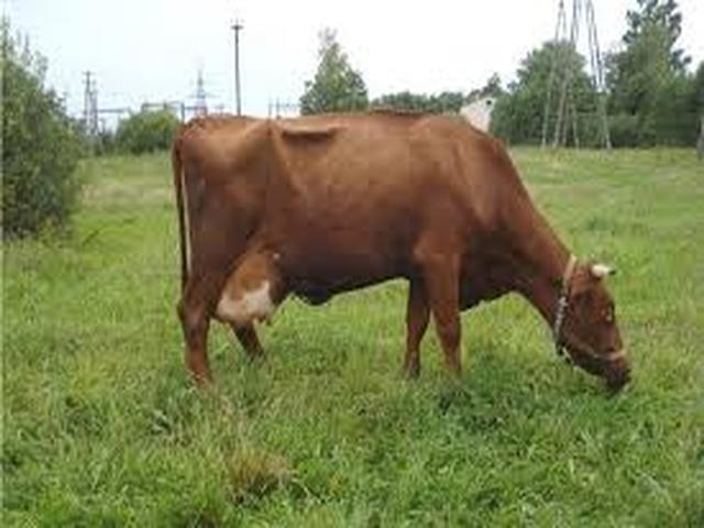 Suksun cattle
