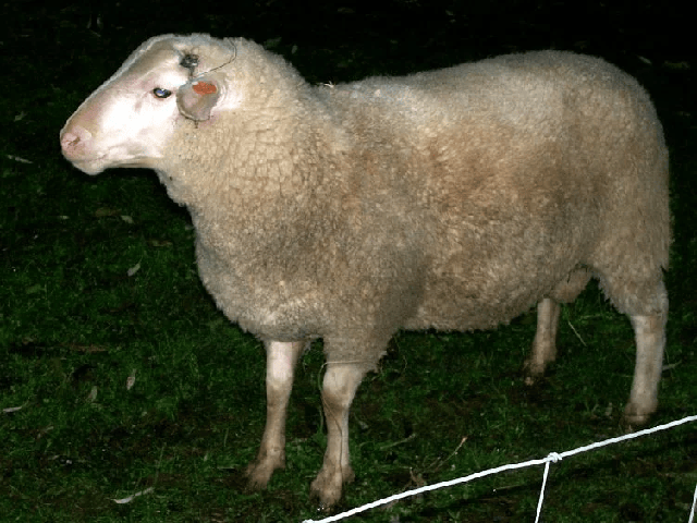 Sumavska sheep
