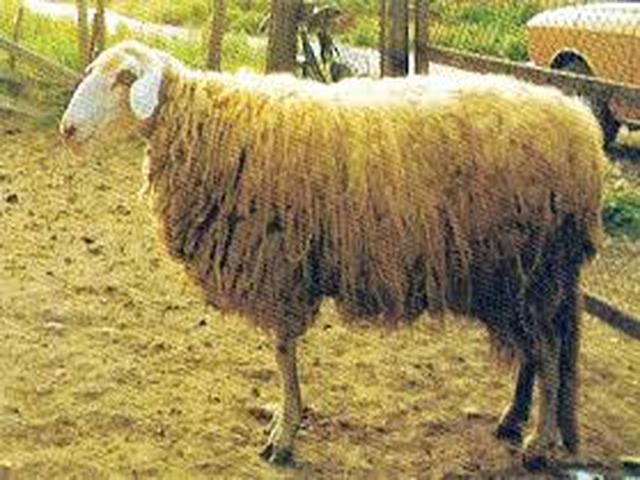 Svishtov sheep