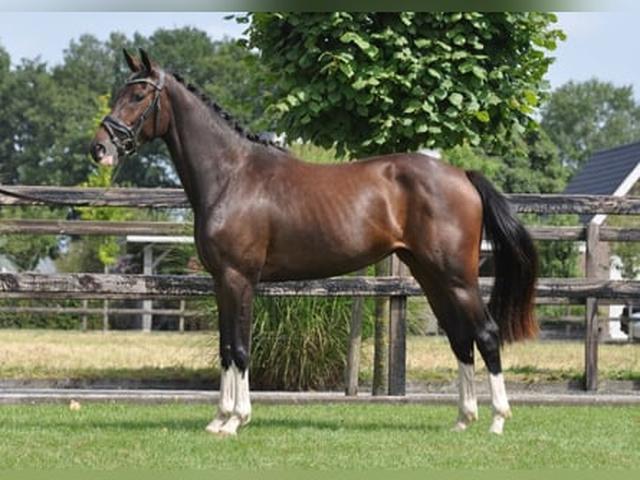 Swedish warmblood horse