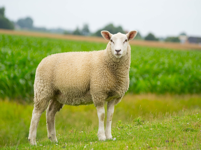 Swifter sheep