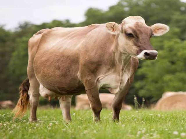 Swiss cattle