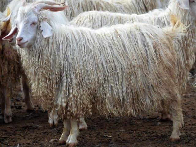 Tajik mohair goat
