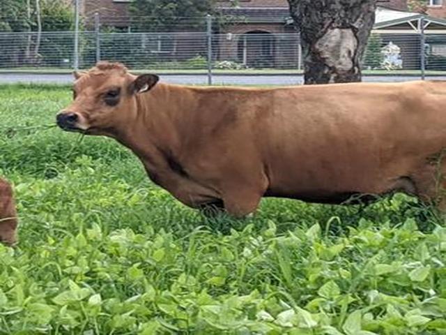 Tarentaise cattle