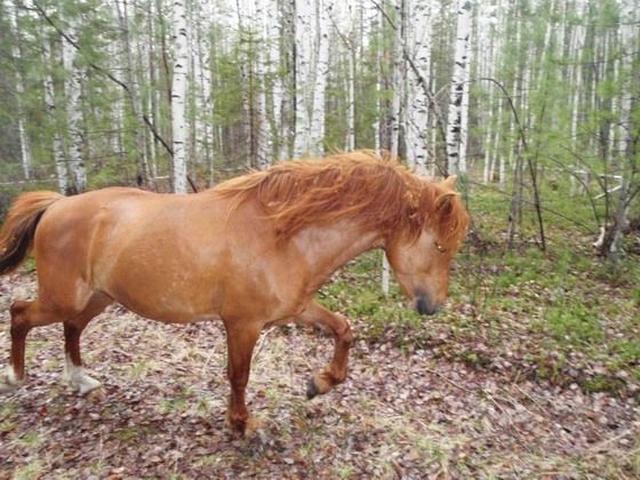 Tavda horse