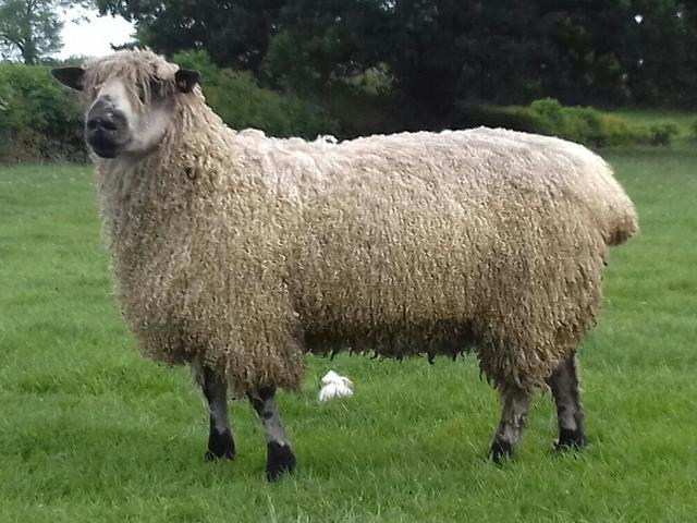 Teeswater sheep