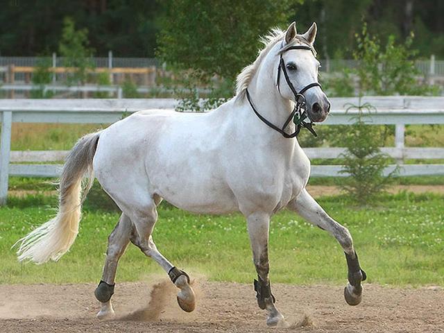 Tersk horse
