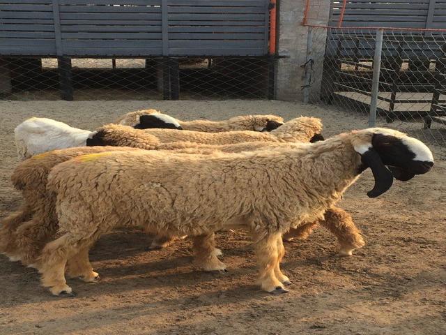 Thalli sheep