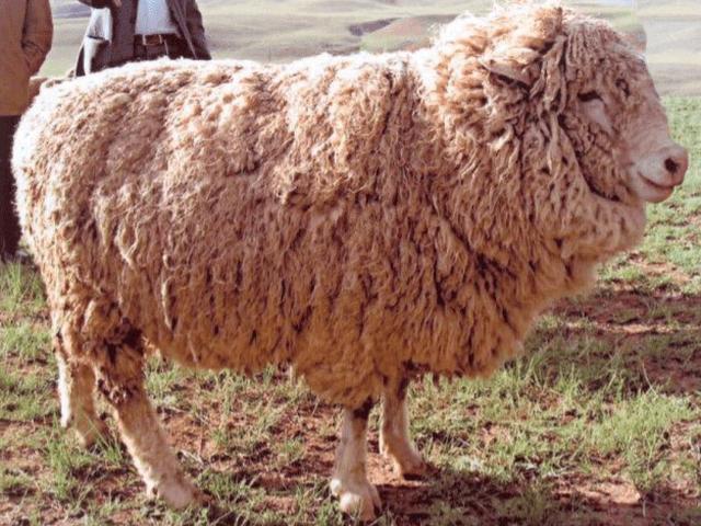 Tian-Shan semifinewool sheep
