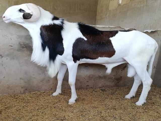 Touabire sheep
