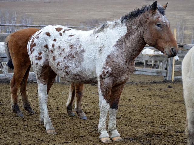 Transbaikal horse