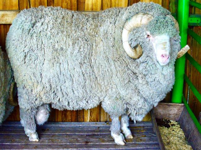 Transbaikal sheep
