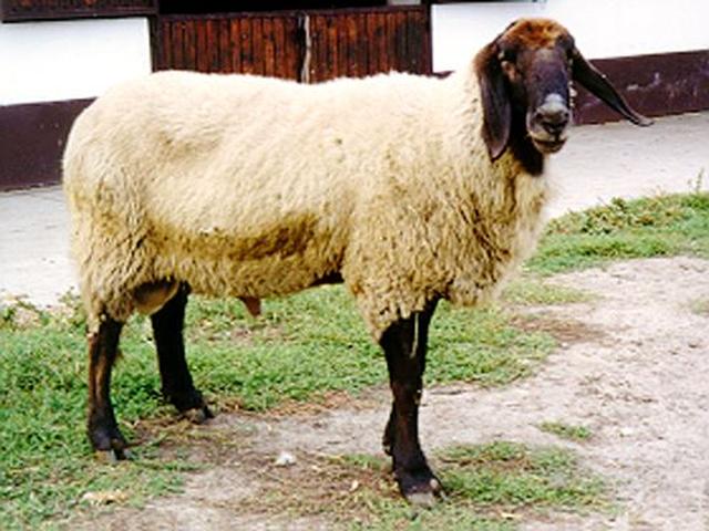 Tsigai sheep